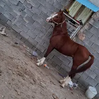 نریان کورسی|اسب و تجهیزات اسب‌سواری|میناب, |دیوار