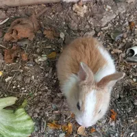 خرگوش نر خوش رنگ و باهوش
