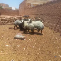 گوسفند شال