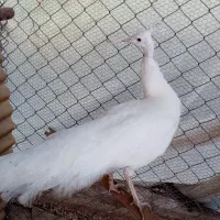 فروش یا معاوضه طاووس