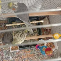 جوجه عروس هلندی 3ماهه