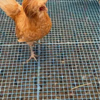 مرغ خروس با جوجه پولند|حیوانات مزرعه|قم, انسجام|دیوار