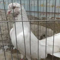 پنج عدد کفتر تهرانی ضمانتی