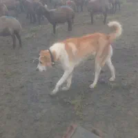 سگ گله گرد