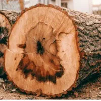 خریدانواع درخت باغی وغیره