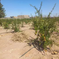 باغچه انار ۲۱۰۰ متری|فروش زمین و ملک کلنگی|قم, ارم|دیوار