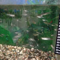 ماهی کوپی|ماهی|اردبیل, |دیوار