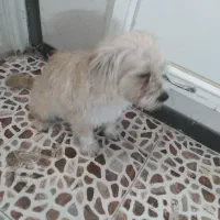 سگ فروشی|سگ|یزد, |دیوار