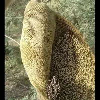 عسل وحشی صددرصد تظمینی|خوردنی و آشامیدنی|بندر ماهشهر, |دیوار