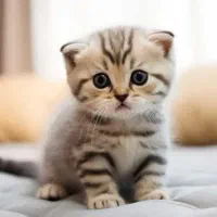 پذیرش و دستیاردامپزشک