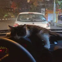 بچه گربه