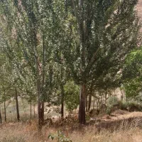 درخت کبوده وگردو|گل و گیاه طبیعی|شهرکرد, |دیوار