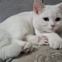 گربه بریتیش نر۴ ماهه با تمام وسایل|گربه|ری, دولتآباد|دیوار