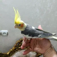 عروس هلندی از نسل سخنگو|پرنده|اردبیل, |دیوار