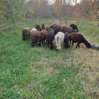 بره|حیوانات مزرعه|سلماس, |دیوار