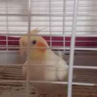 عروس هلندی نر اهلی|پرنده|کازرون, |دیوار