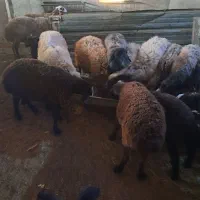 میش بره دار|حیوانات مزرعه|قزوین, |دیوار