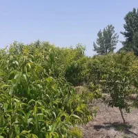 فروش مرغداری ۵۰ هزار تایی