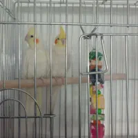 فروش عروس هلندی|پرنده|داران, |دیوار