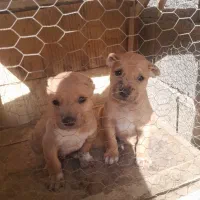 یک. جفت توله سگ  بسیار عالی