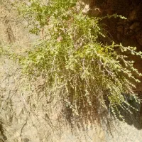 خط ایرانسل دائمی رند بدون مزاحم