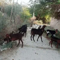 بز نیدی|حیوانات مزرعه|شادگان, |دیوار
