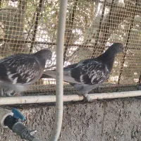 فروش یک جفت کبوتر پاپر