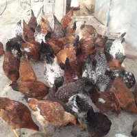 فروش مرغ وخروس نیمچه