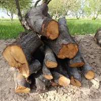 خدمات اره موتور بنزینی|خدمات باغبانی و درختکاری|پرند, فاز ۱|دیوار