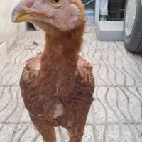 جوجه خروس لاری ومرغ لاری سالم وجوان