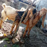 دوعدد بزغاله نر مخصوص تکه|حیوانات مزرعه|آق قلا, |دیوار