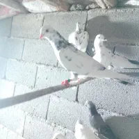 کبوتر پیتی|پرنده|بندرعباس, |دیوار