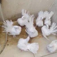 کبوتر تزیینی|پرنده|بیرجند, |دیوار