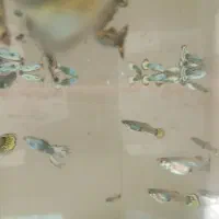 ماهی گوپی|ماهی|نجفآباد, باهنر|دیوار