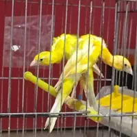 یه جفت قناری جیبوس نر و ماده طلایی و پرتغالی