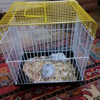 همستر وینتر وایت با قفس