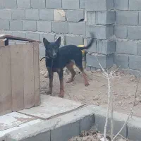 فروش دوعدد سگ گرگی