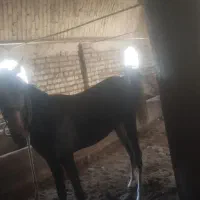 اسب|اسب و تجهیزات اسبسواری|کمیجان, |دیوار