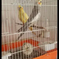 ۲ عدد عروس هلندی جفت|پرنده|گنبد کاووس, |دیوار