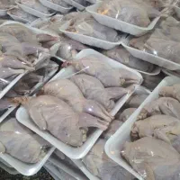 فروش بلدرچین گوشتی با قیمت مناسب از فردا