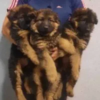 دوبرمن اروپایی قد بلند وژرمن شیانلوشولاین موبلند|سگ|تهران, شادمان|دیوار