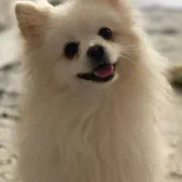 سگ پامرانین