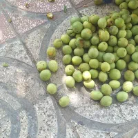 گردوف|خوردنی و آشامیدنی|الشتر, |دیوار