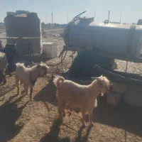 فروش 2عدد کهره نر و 2عدد بز|حیوانات مزرعه|رامهرمز, |دیوار