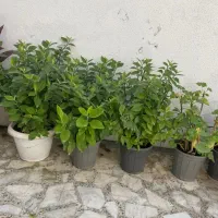 گلهای زیبا|گل و گیاه طبیعی|رشت, دیلمان|دیوار