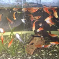 ماهی دم شمیری مولد و آنجل مولد