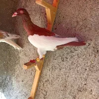 کبوترعطیقه|پرنده|مشهد, هفده شهریور|دیوار