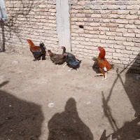 خروس ۲عدد مرغ۳عدد جمع ۶ملیون فروش فوری