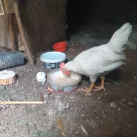 جوجه خروس فروشی