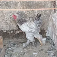 خروس سالم سرحال